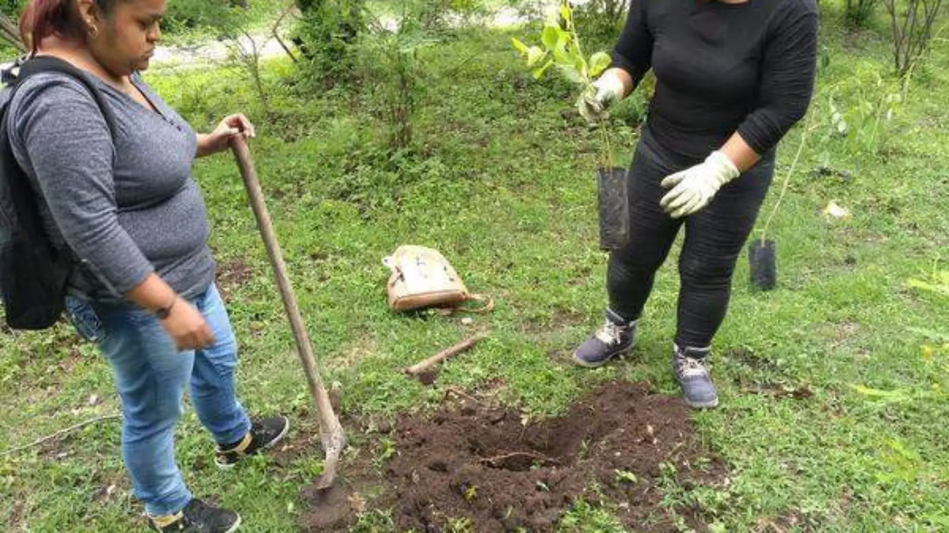 Reforestación en el Cerro de la Tortuga